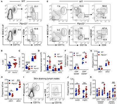 Phosphatase PTPN22 Regulates Dendritic Cell Homeostasis and cDC2 Dependent T Cell Responses